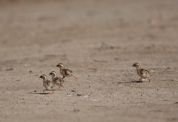 Grey francolin chicks at Adhari area, Bahrain. selective focus on middle chick