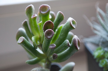 Crassula ovata close up,  succulent plant Crassula portulacea 