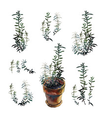 Rosemary in a terracotta flowerpot and parts of the plant, isolated on white. Botanical watercolour illustration.