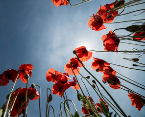 Obraz premium Poppies and the sky in a field in southern Spain in spring