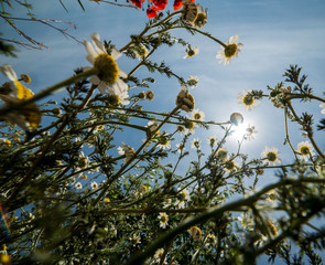 Wild flowers in the spring of southern Spain