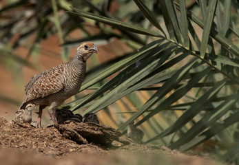 Grey francolin with chicks at Adhari, Bahrain