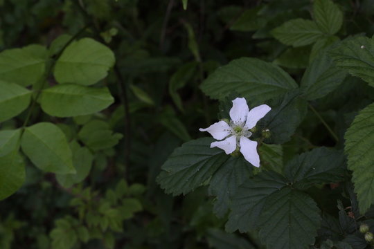 flower in the forest