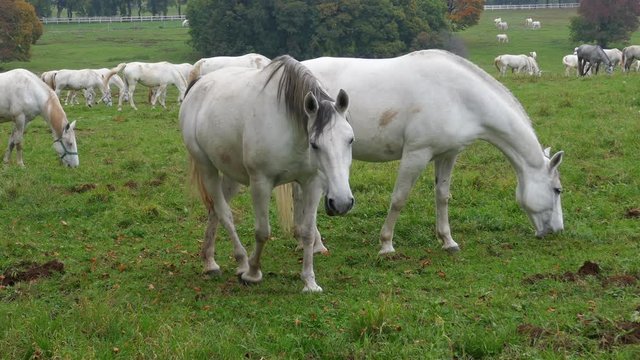 White lipizzaner horses grazing at green meadow at farm in clear autumn day. Lipica, Slovenia.