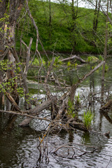 Fototapeta na wymiar the river in the forest