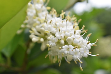 close up of a flower