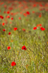 A full frame photograph of a poppy field in the South Downs, with a shallow depth of field