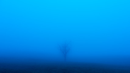 Bare tree in the thick blue fog