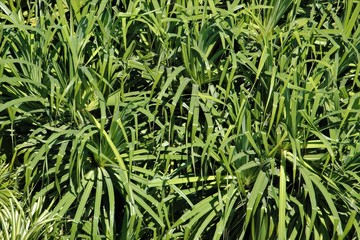 background for themes of care of nature and the environment