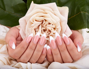 Hands with long artificial french manicured nails holding a beige rose flower