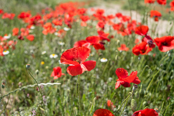 Poppies and the sky in a field in southern Spain in spring