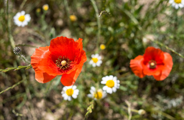 Obraz premium Poppies and the sky in a field in southern Spain in spring