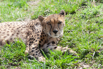 wild cheetah in the green grass in the park