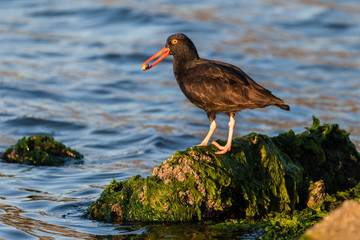 Black Oystercatcher