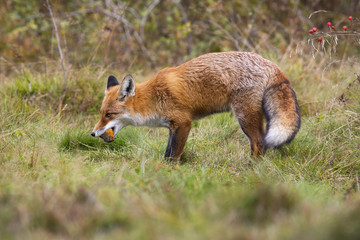 Fierce red fox, vulpes vulpes, holding dead european robin, erithacus rubecula, in mouth on meadow. Mammal predator on hunt with prey. Animal wildlife in nature.