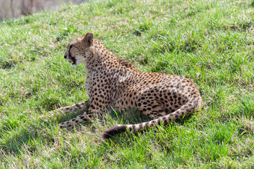 wild cheetah in the green grass in the park