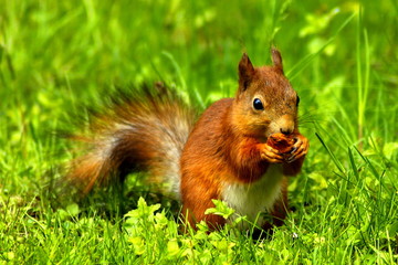 Beautiful squirrel with shiny fur in a clearing eats. close-up