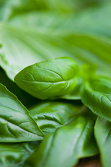 Fresh organic basilic leaves on a wooden surface.