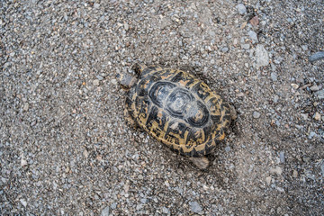 Free dwelling turtle in southern Spain