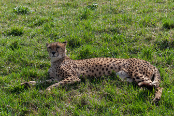 wild cheetah in the green grass in the park