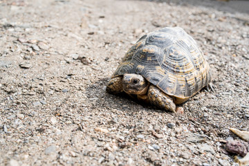 Free dwelling turtle in southern Spain