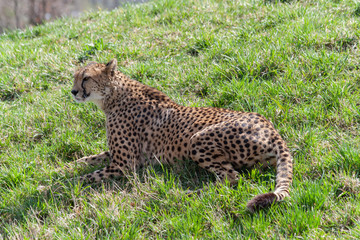 Fototapeta na wymiar wild cheetah in the green grass in the park