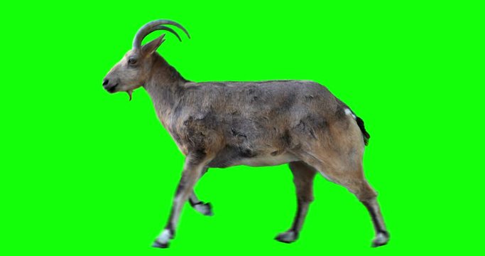 Isolated Siberian Ibex female cyclical running. Can be used as a silhouette. Green screen