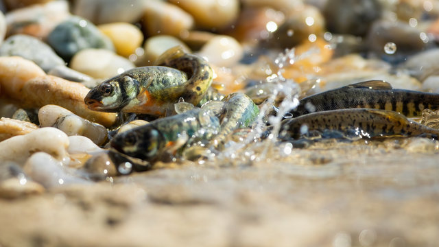 Shoal of vital common minnow, phoxinus phoxinus, breeding on riverbank in summer nature. Energetic wild fish jumping out of water and splashing droplets around. Mating behavior of animals.
