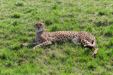 wild cheetah in the green grass in the park