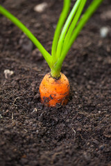 Seedling fresh ecological carrot.