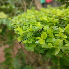 Dragon fly at garden