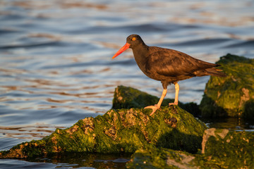 Black Oystercatcher