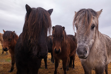Fototapeta premium A group of Icelandic horses, a breed of horse developed in Iceland. These horses are long-lived and hardy.