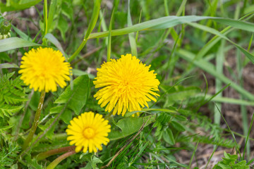 Three yellow dandelion flowers in green grass. Selective focus