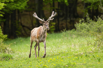 Naklejka na ściany i meble Vital red deer, cervus elaphus, stag with new antlers covered in velvet walking forward on glade with green bushes in summer nature. Majestic male mammal going in wilderness with copy space.