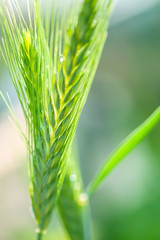 Golden ears of wheat. Macro image.