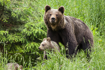 Obraz na płótnie Canvas Protective brown bear, ursus arctos, mother guarding her cub in tall green grass by spruce tree. Female mammal standing close to her offspring and looking into camera.