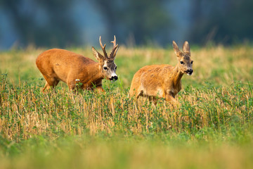 Roe deer buck with big antlers chasing doe on stubble field in rutting season. Courting behavior of wild animals in agricultural countryside. Concept of love between mammals.