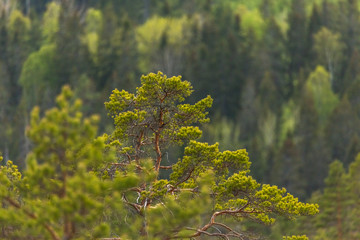 The top of an old crooked pine tree growing in a swamp. Beautiful blurred background
