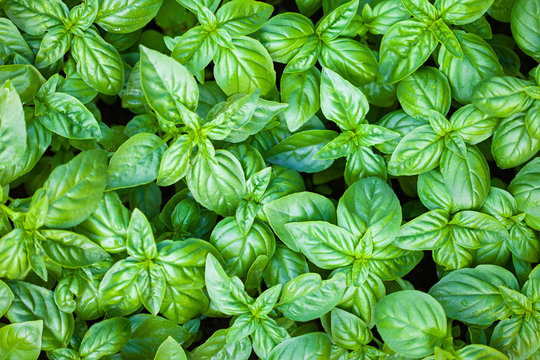 Fresh organic basilic leaves.