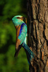 Vertical composition of european roller, coracias garrulus, sitting near nest about to feed in summer at sunrise. Colorful bird holding prey in beak in breeding season in forest.