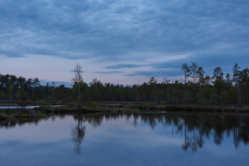 Amazing sunset in the swamp. Reflection of vegetation in the mirror water. Blue hours in Knuthojdmossen, Sweden