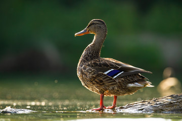 Alert mallard, anas platyrhynchos, hen standing on a bough in water sunlit by evening sun in summer. Attentive dabbling duck backlit in river from side view.