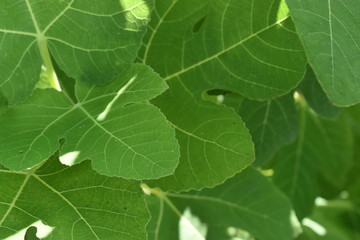 fig leaf on a tree