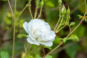 White rose in the early morning in the spring garden. Selective focus. 