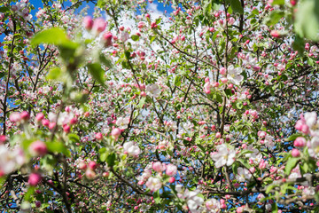 Obraz na płótnie Canvas apple tree blossom in spring. Pink blooming apple tree. Bloom. Pink flowers of apple tree. Orchard Wallpaper