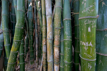 Graffiti on bamboo at Huntington Botanical Gardens