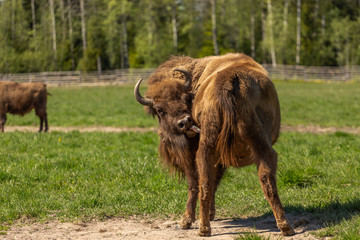 Buffalo surrounded by flies licks himself with his tongue.