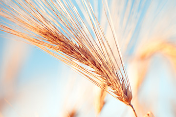 Golden ears of wheat. Macro image.