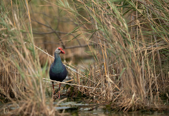 Grey-headed Swamphen in its habitat at Asker Marsh, Bahrain